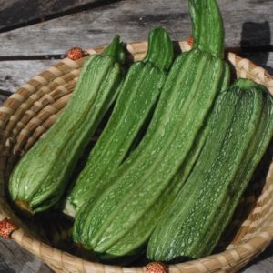 Costata romanesca zucchini from Yonder Hill Farm