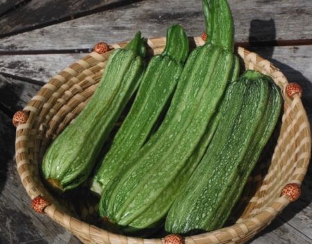 Costata romanesca zucchini from Yonder Hill Farm