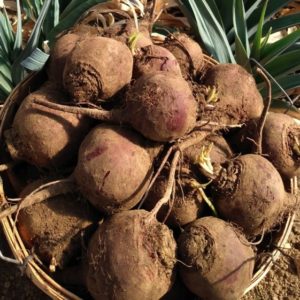 Lutz green leaf beet from Yonder Hill Farm