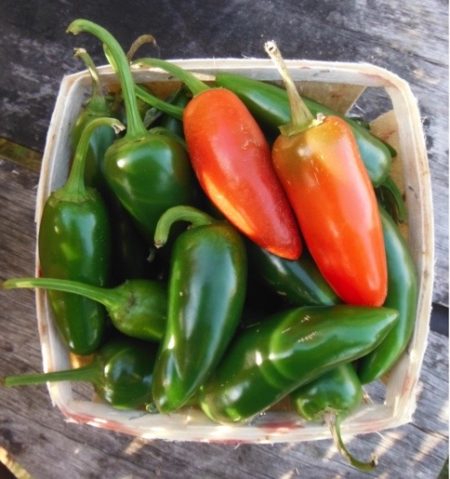 Early jalapeno pepper from Yonder Hill Farm