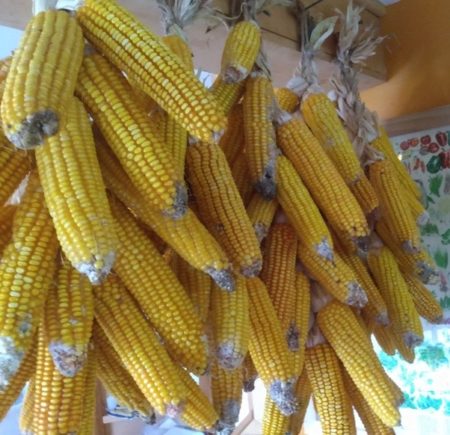 Early riser field corn from Yonder Hill Farm