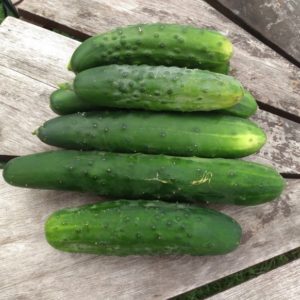 Marketmore cucumber from Yonder Hill Farm