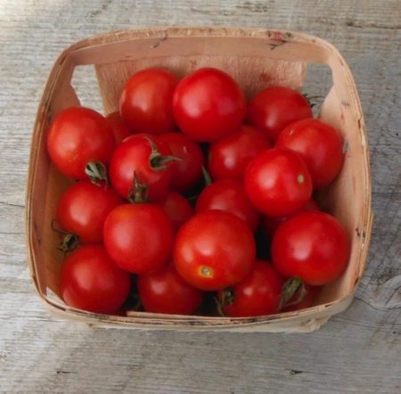 Gardener's delight cherry tomatoes from Yonder Hill Farm