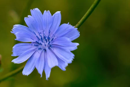 chicory flower