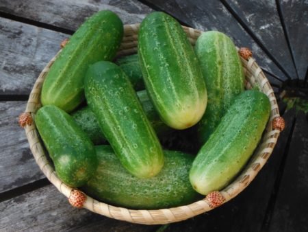 National pickling cucumber from Yonder Hill Farm