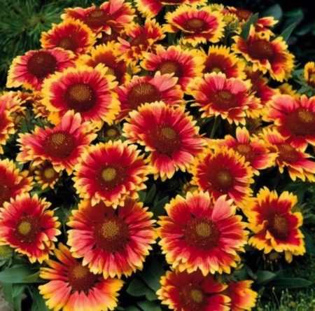 Gaillardia/Blanket Flower seeds from Fuschia Design Shop