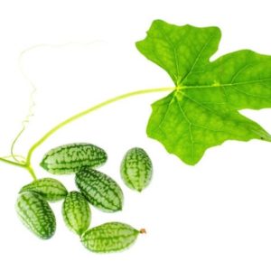 Cucamelon Seeds Natural Seeds Canada