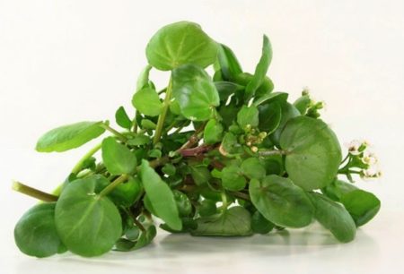 Garden Cress Seeds Natural Seeds Canada