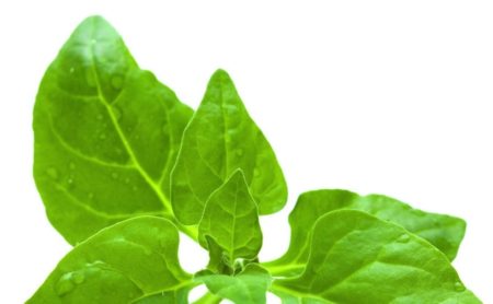 New Zealand Spinach Seeds Natural Seeds Canada