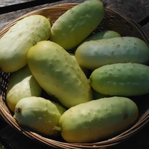 Boothby’s blonde cucumbers from yonder Hill Farm