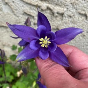 Columbine flower seeds from Fuschia Design Shop