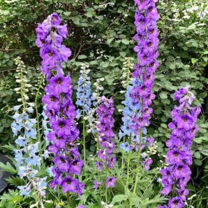 Delphinium flower seeds from Fuschia Design Shop