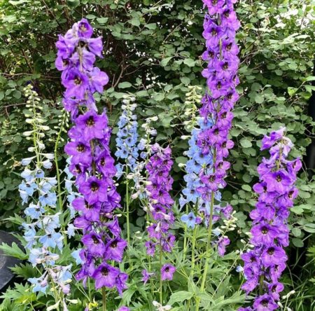 Delphinium flower seeds from Fuschia Design Shop