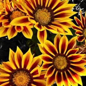 Gazania/Treasure flower seeds from Fuschia Design Shop