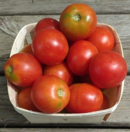 Glacial tomatoes from Yonder Hill Farm