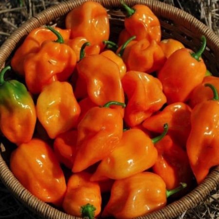 Habanero pepper seeds from Fuschia Design Shop