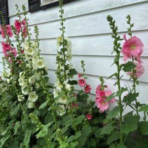 Hollyhock flower seeds from Fuschia Design Shop