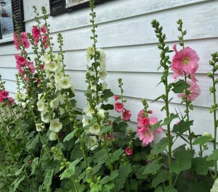 Hollyhock flower seeds from Fuschia Design Shop