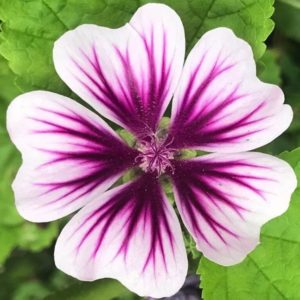 Mallow Malva Zebrina flower seeds from Fuschia Design Shop