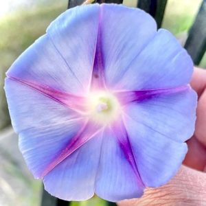 Morning Glory flower seeds from Fuschia Design Shop