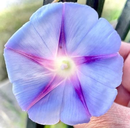 Morning Glory flower seeds from Fuschia Design Shop