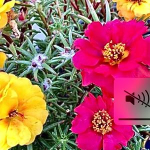 Portulace moss rose flower seeds from Fuschia Desgin Shop