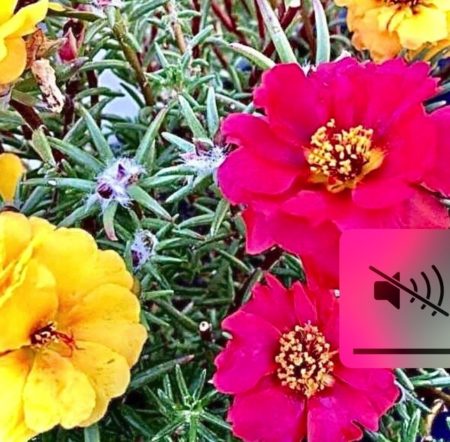 Portulace moss rose flower seeds from Fuschia Desgin Shop