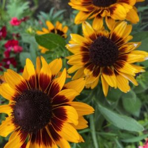 Rudbeckia black eyed susan flower seeds from Fuschia Design Shop