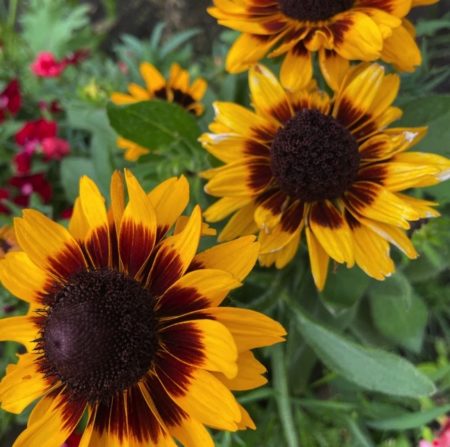 Rudbeckia black eyed susan flower seeds from Fuschia Design Shop