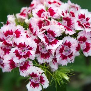 Sweet William flower seeds from Fuschia Design Shop