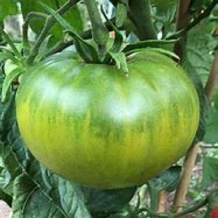 Aunt Ruby's German Green Tomato Seeds from MrTomatohead