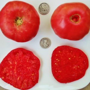 Radiator Charlie's Mortgage Lifter Tomato Seeds from MrTomatohead