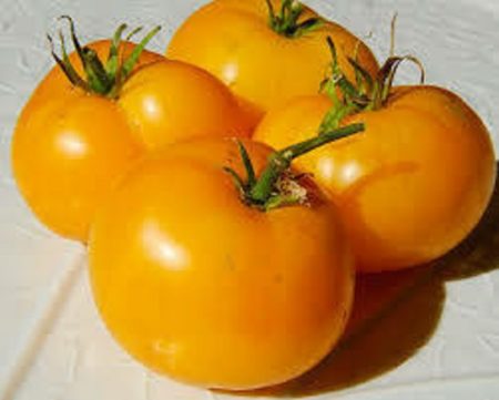 Brandwine Orange Heirloom Tomato Seeds from MrTomatohead