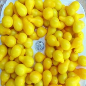 Yellow Pear Heirloom Tomato Seeds from MrTomatohead